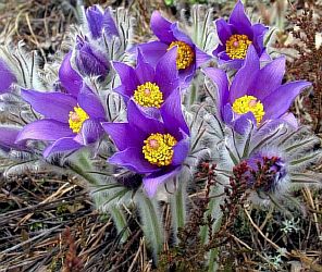 Настой прострела