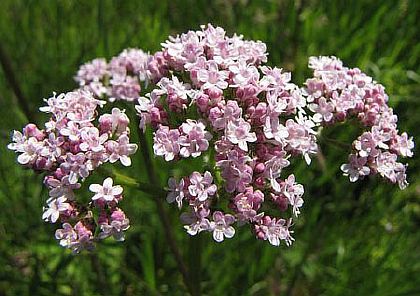 Валериана при гипертиреозе