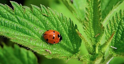 Напиток из крапивы