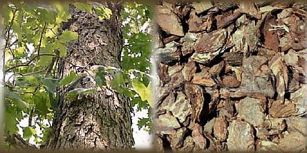 Компресс из коры дуба