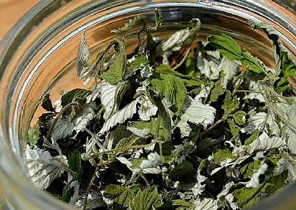 Сухие листья ежевики