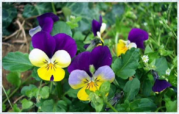 Коклюш - что это такое?