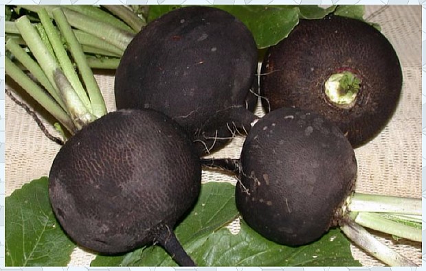 Коклюш - что это такое?