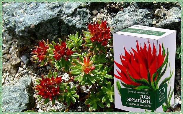 Трава красная щетка