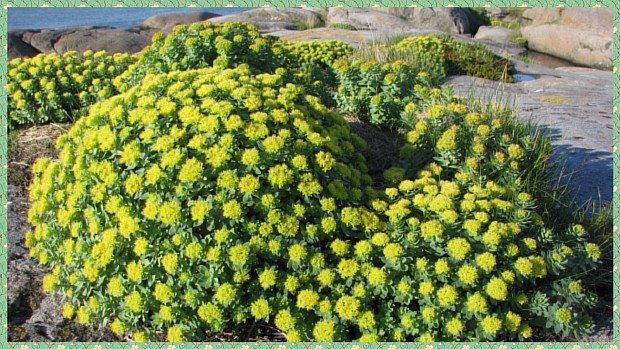 Родиола холодная