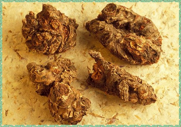 Корень растения красная щетка