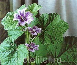 При стоматите трава просвирник