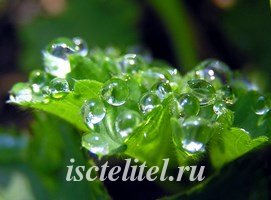 Манжетка - лечебная трава