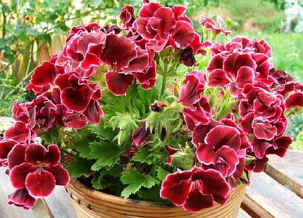 Лечебная герань