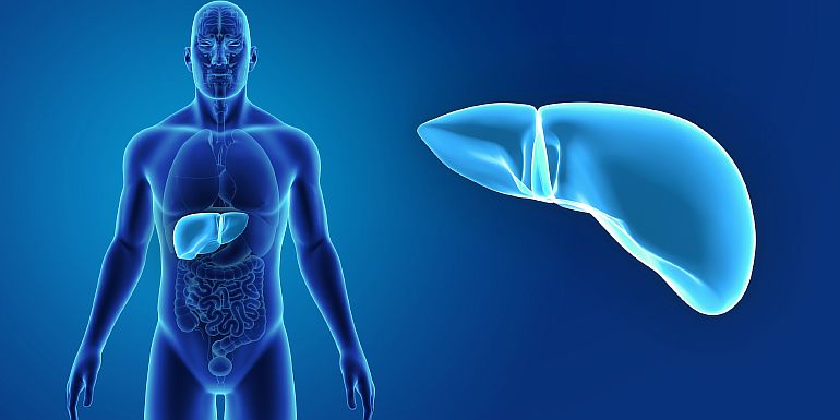Печень и желчевыводящие пути