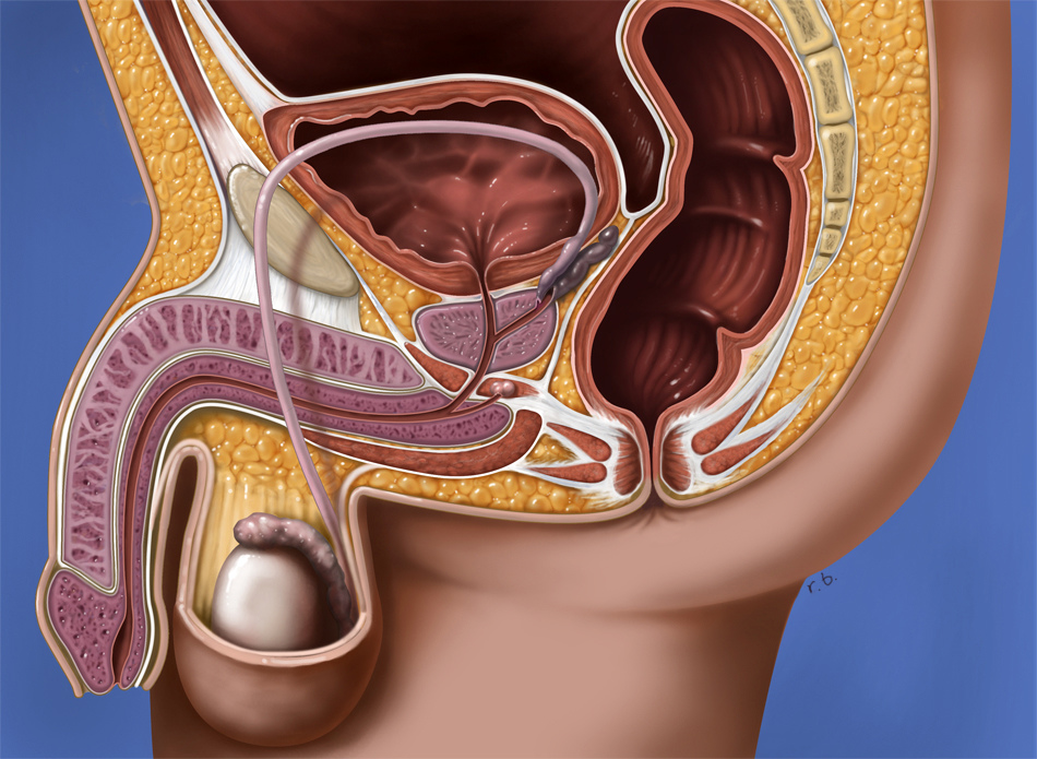 Уретра: что это? Какие болезни?