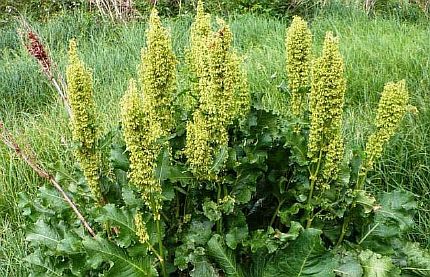 Конский щавель от зоба