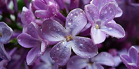 Цветки сирени