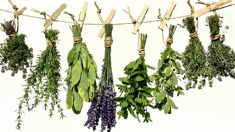 Лекарственные растения