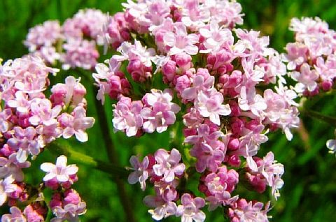 Растение валерьяна