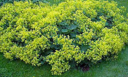 лекарственная трава манжетка