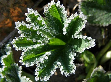 Роса на траве манжетке