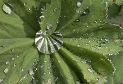 Трава манжетка в гинекологии