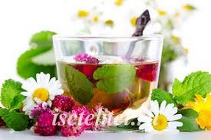 Лечение гастрита травами