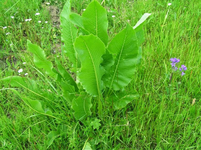 Полезные свойства хрена Полезные свойства хрена
