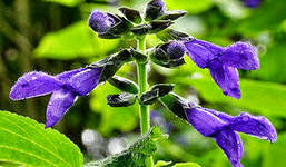 Полезные свойства шалфея Полезные свойства шалфея