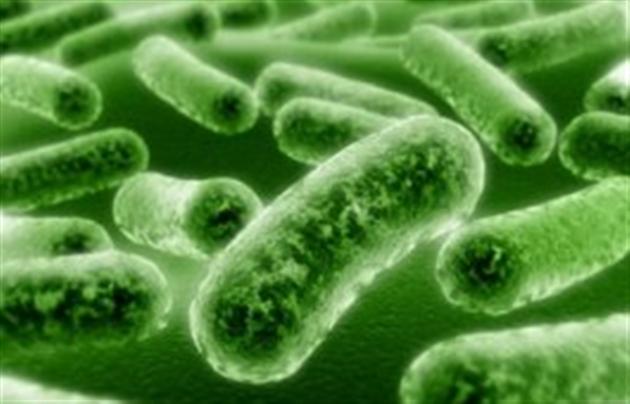 Грибковая инфекция