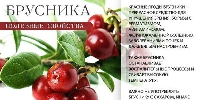 Ягода брусника Ягода брусника