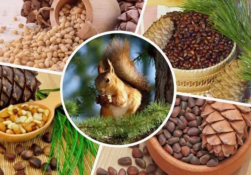 Кедровые орехи Кедровые орехи