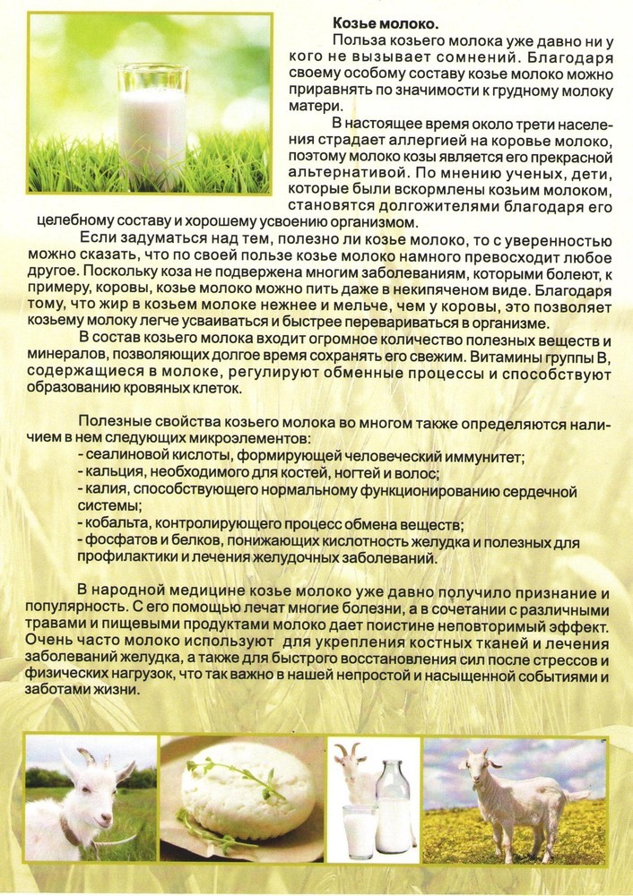 Польза козьего молока Козье молоко