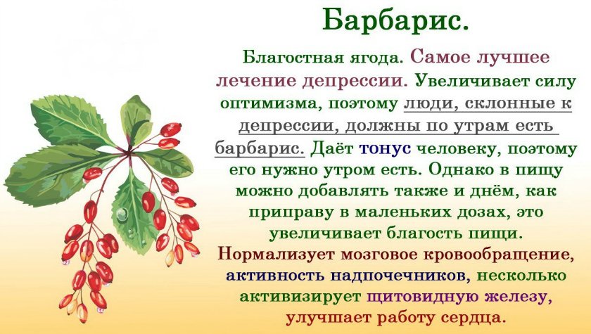 Кустарник барбарис в народной медицине
