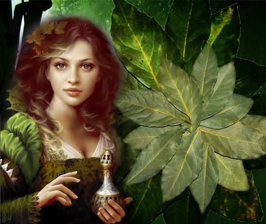 Лавровый лист в косметологии Лавровый лист в косметологии