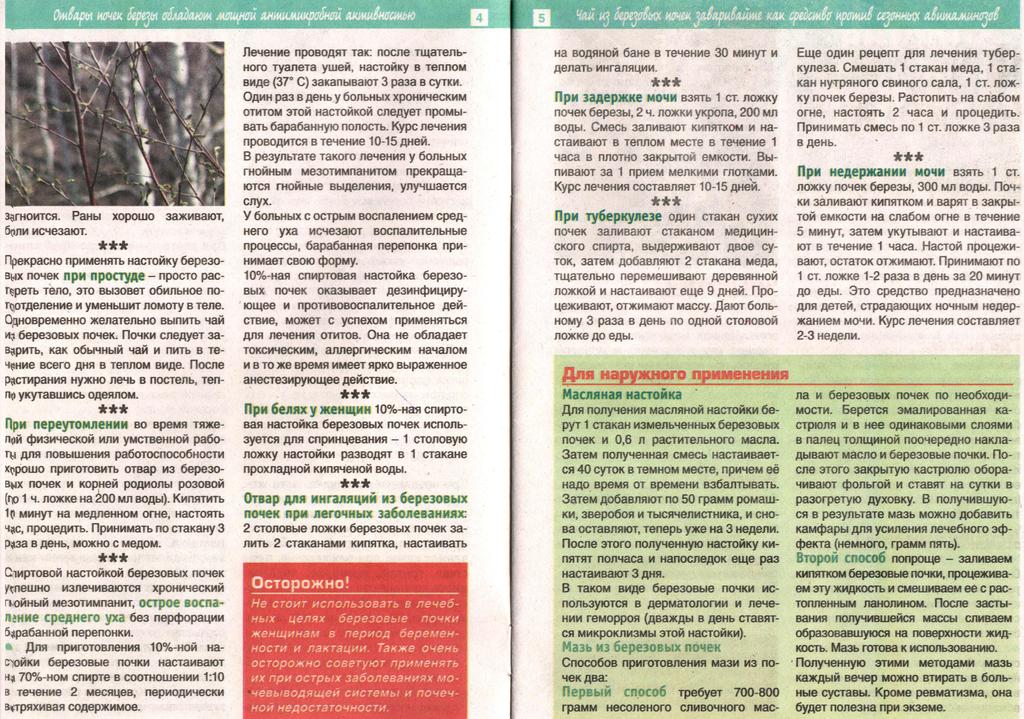 Лечение березой Лечение березой