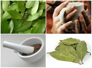 Лечение лавровым листом Лечение лавровым листом