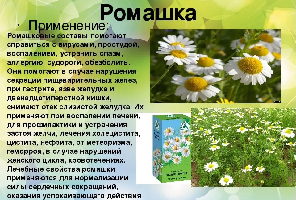 Лечение ромашкой Лечение ромашкой