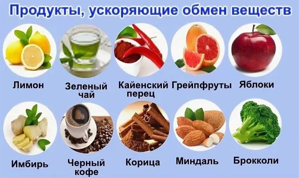 Продукты для нормального обмена веществ Обмен веществ