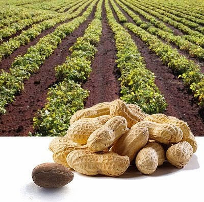 Польза арахиса Польза арахиса