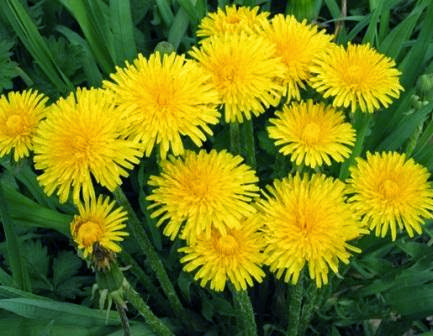 Полезные свойства одуванчика Полезные свойства одуванчика