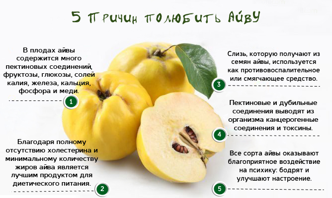 Польза айвы Польза айвы