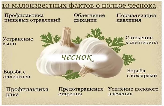 Польза чеснока Польза чеснока