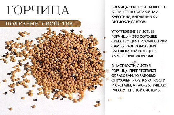 Полезные свойства горчицы Польза горчицы
