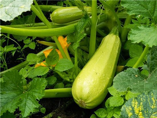 Польза кабачков Польза кабачков