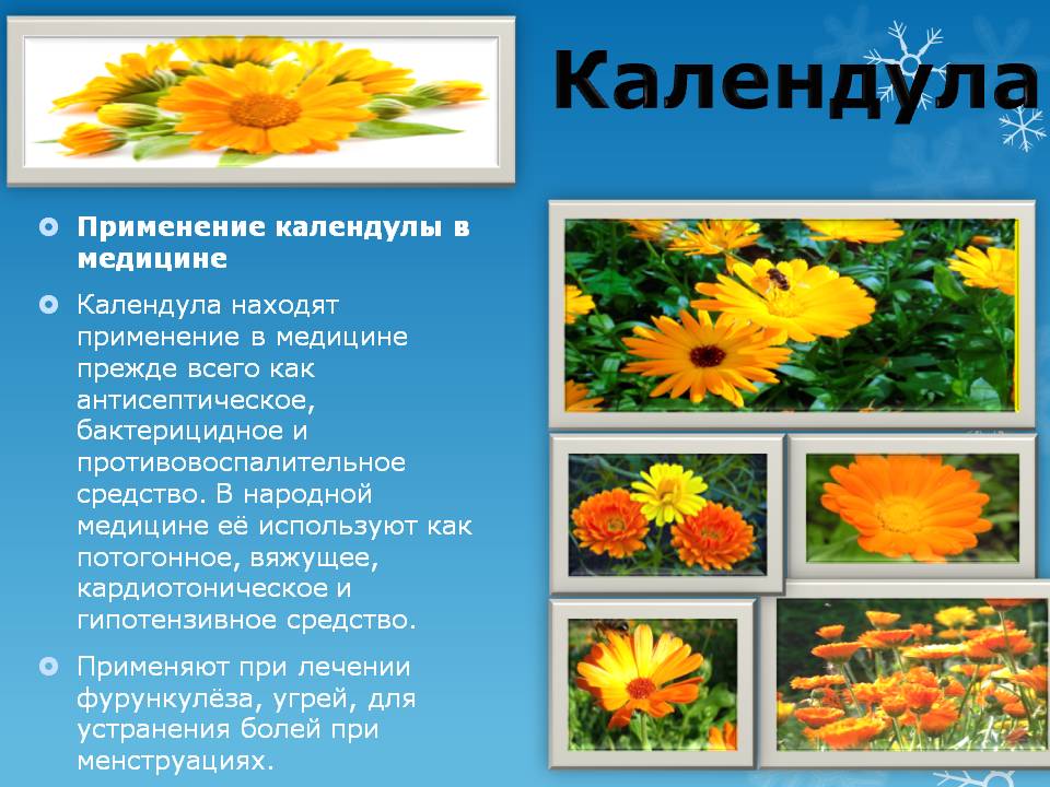 Применение календулы Польза календулы