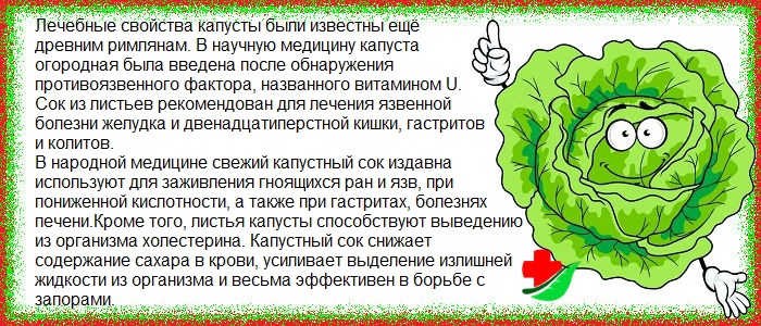 Польза капусты Польза капусты
