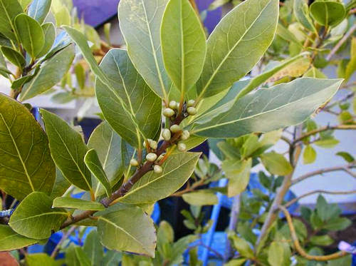 Польза лаврового листа Польза лаврового листа