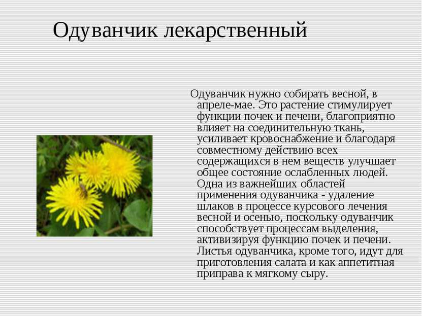 Польза одуванчика Польза одуванчика