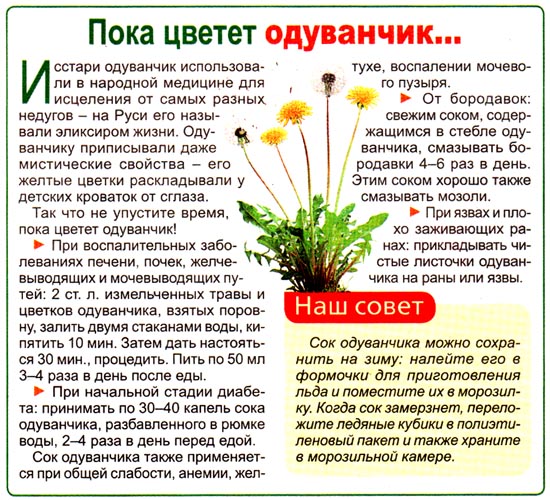 Лечение одуванчиком Польза одуванчика