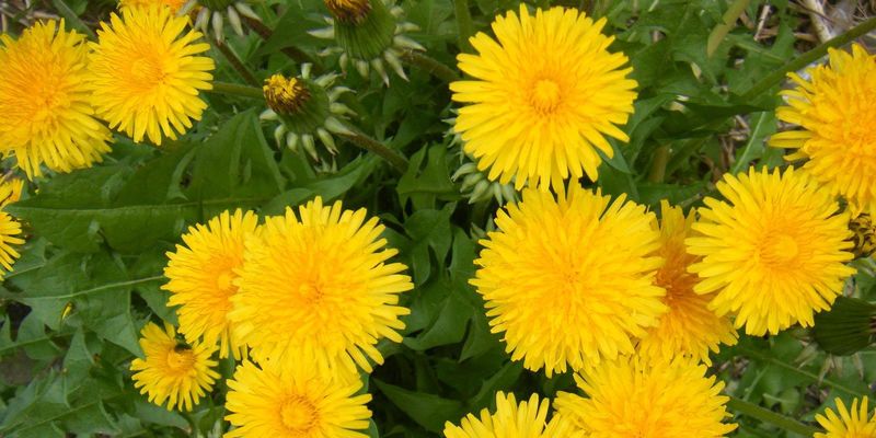 Одуванчик лекарственный Польза одуванчика