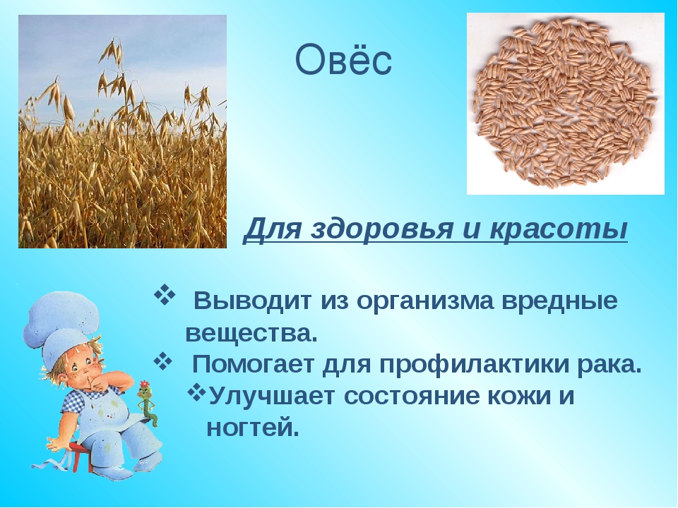 Полезные свойства овса Польза овса