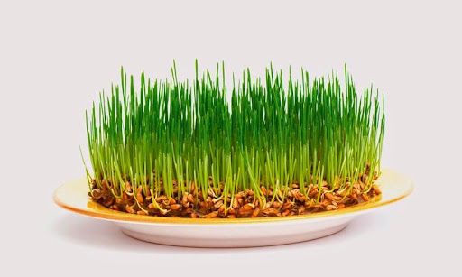 Как сажать семена? Как сажать семена?