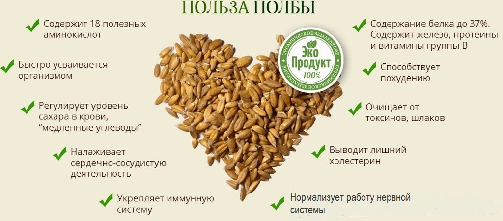 Польза польбы Польза пшеницы